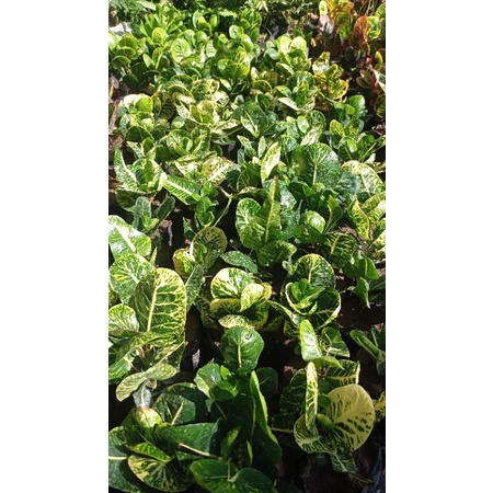 croton Sritanjung puring apel Sritanjung