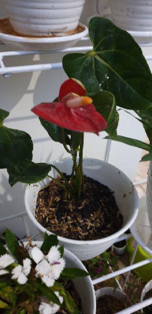 Pot Tawon 18 Cm Plastik  Tanaman Hias Bunga  Sukulen Kaktus