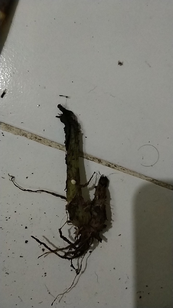 Malaxi Green Pulpre -jewel Orchid- Anggrek Mini Langka