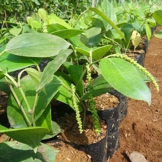 Bibit tanaman lada perdu/lada putih