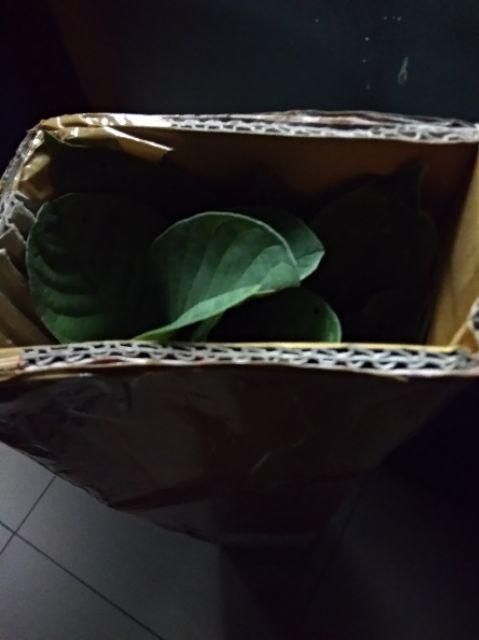 Promo Bibit Jambu Kristal, Bibit Tanaman Buah Jambu Kristal Okulasi