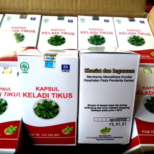 KAPSUL KELADI TIKUS