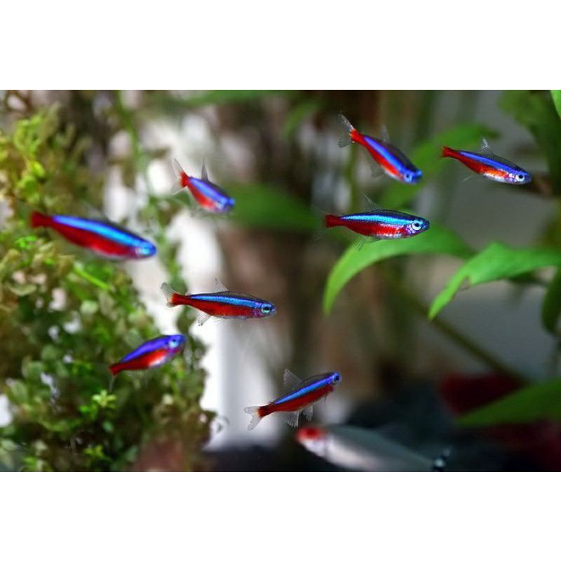 neon tetra cardinal paket 100 ekor