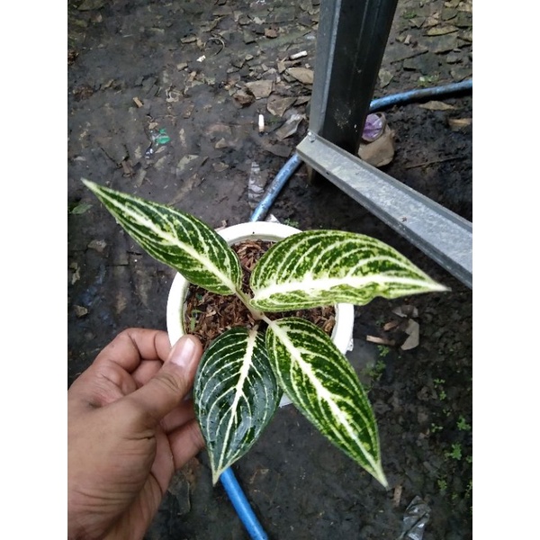 aglonema baby white legacy