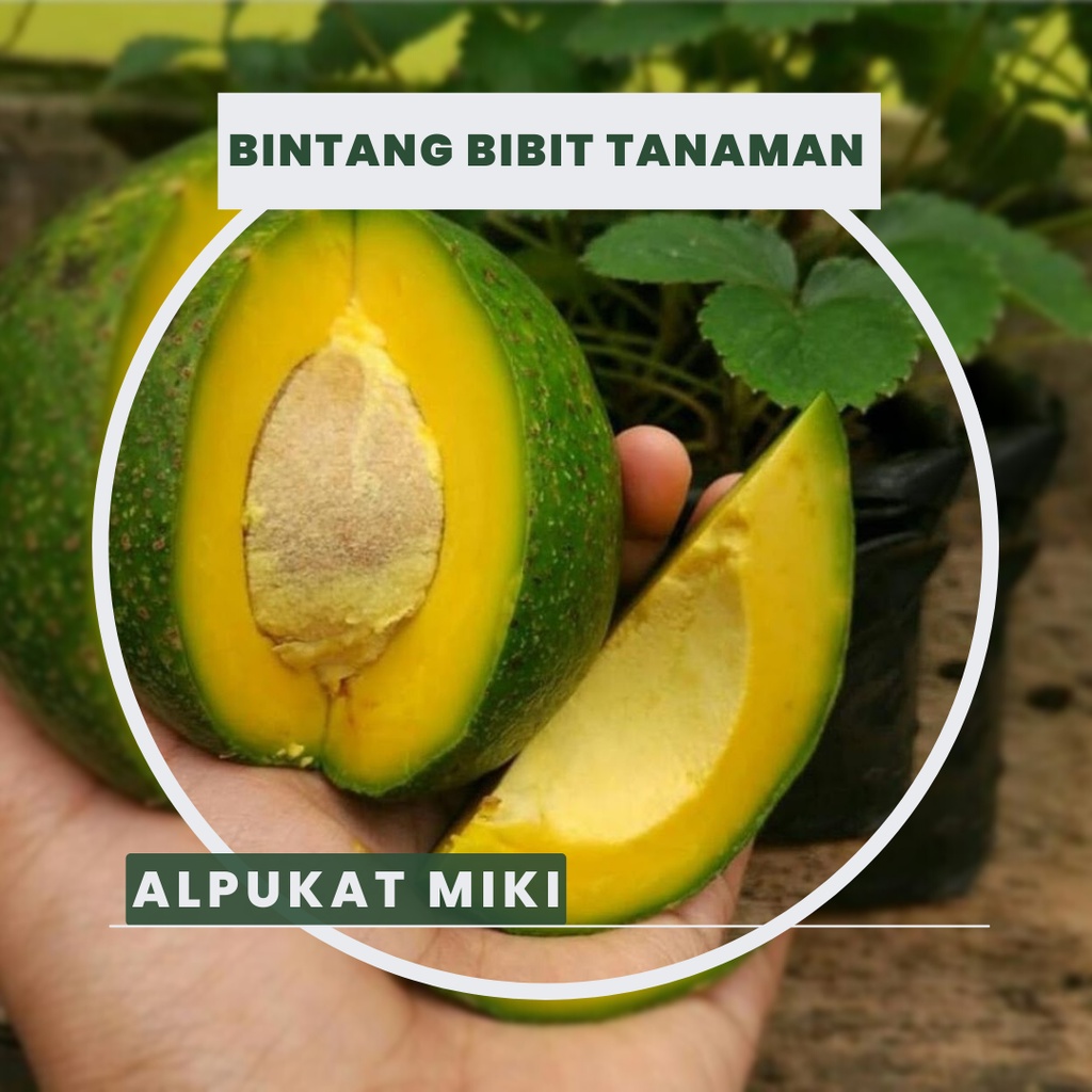 Bibit alpukat miki depok ORI berat 1 kilo super siap tanam