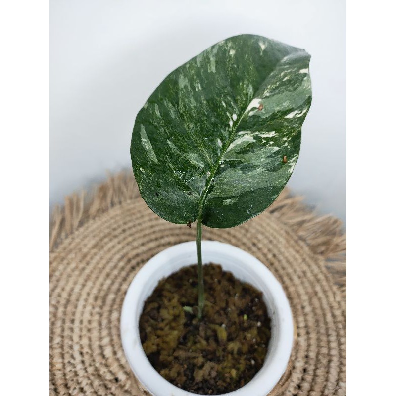 epiprenum pinatum Albo variegata