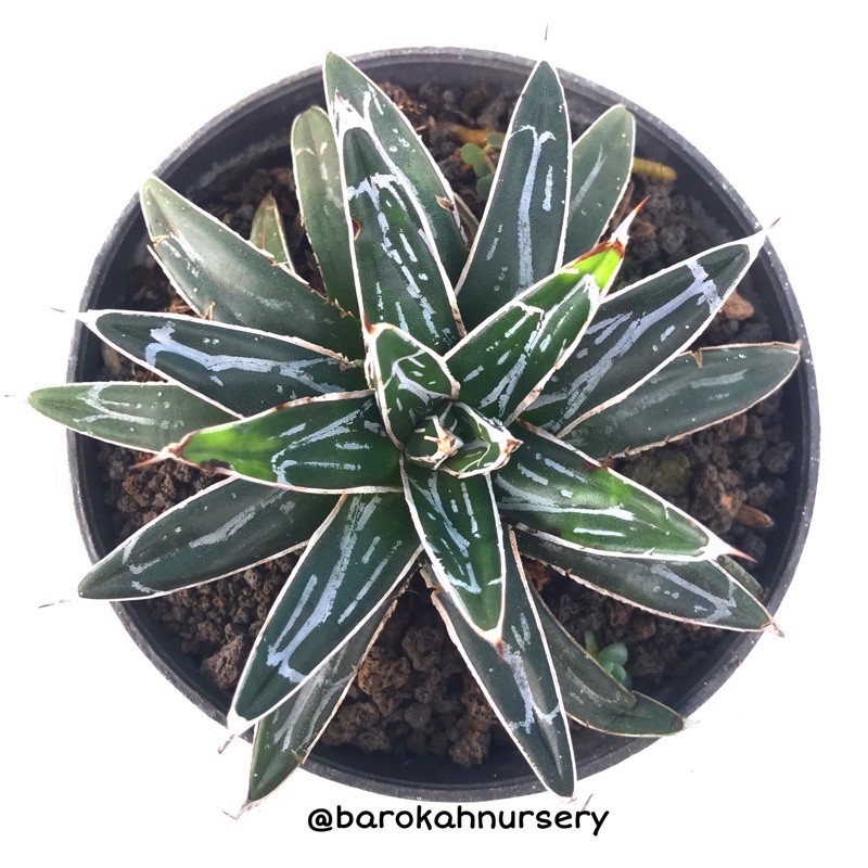 Agave Victoria Reginae Putih