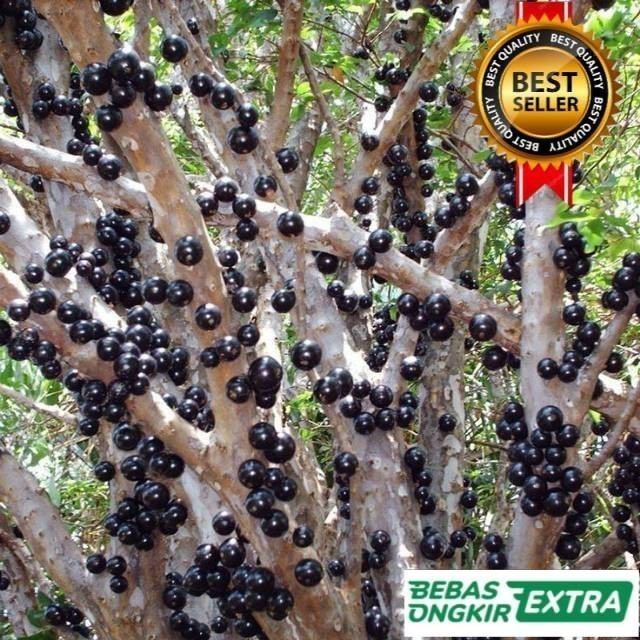 Bibit Anggur Import Brazil jaboticaba sudah pernah Berbuah
