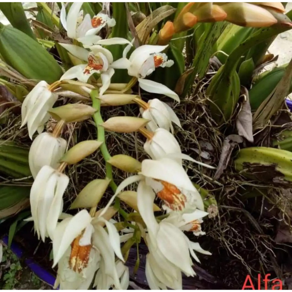 Tanaman hias anggrek coelogyne asperata dewasa