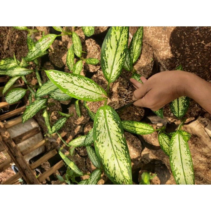 Aglonema blanceng putih