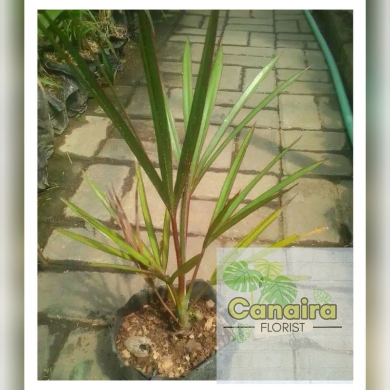 Bibit Tanaman Hias Palem Anggur Merah