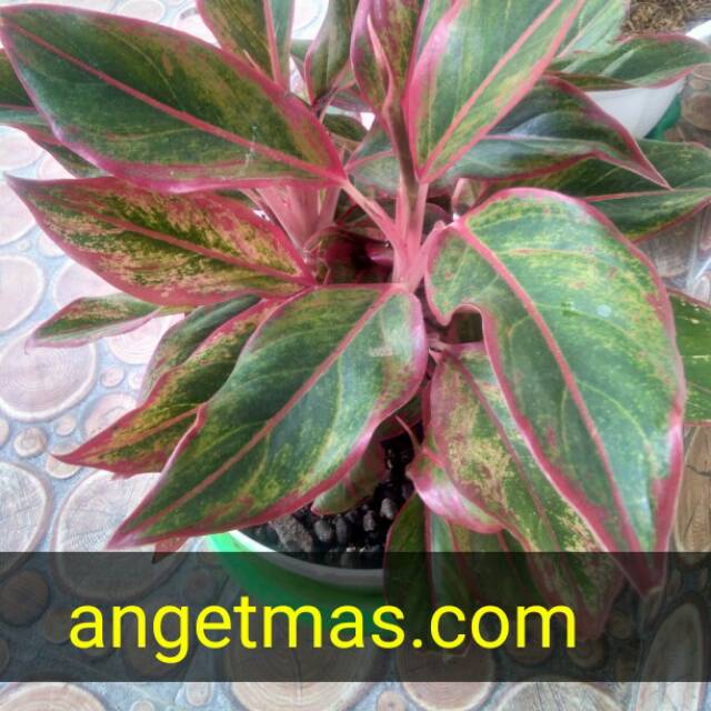 Paling Populer 18 Gambar Bunga Aglaonema  Gambar Bunga Indah