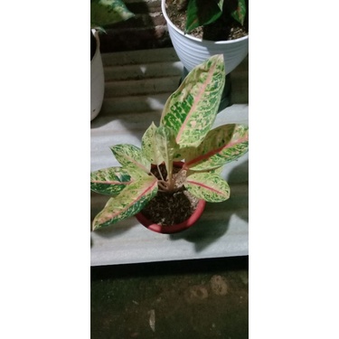 AGLONEMA DONACARMEN MUTASI