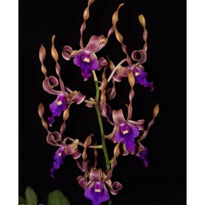 Dendrobium bengawan solo