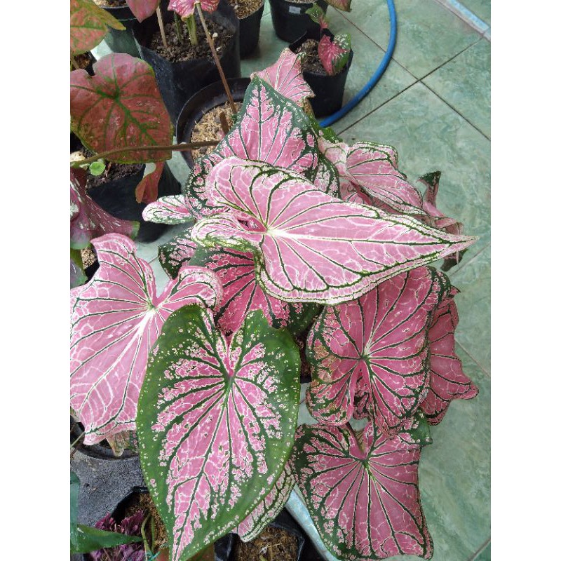 Keladi wayang / batik dewasa Caladium Thai Beauty Tanaman hias keladi pink