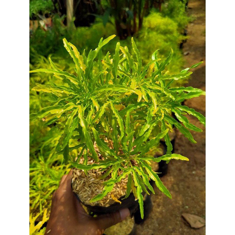 

pohon brokoli kuning