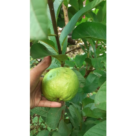 

jambu kristal merah