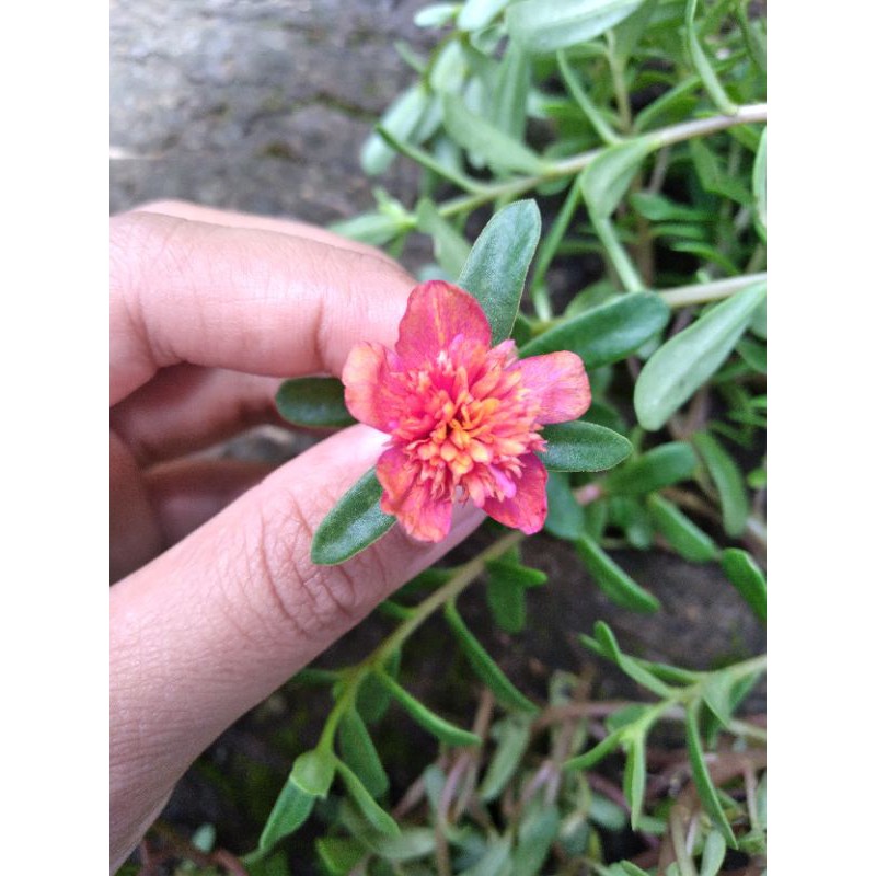 BUNGA KROKOT JAMBUL MERAH