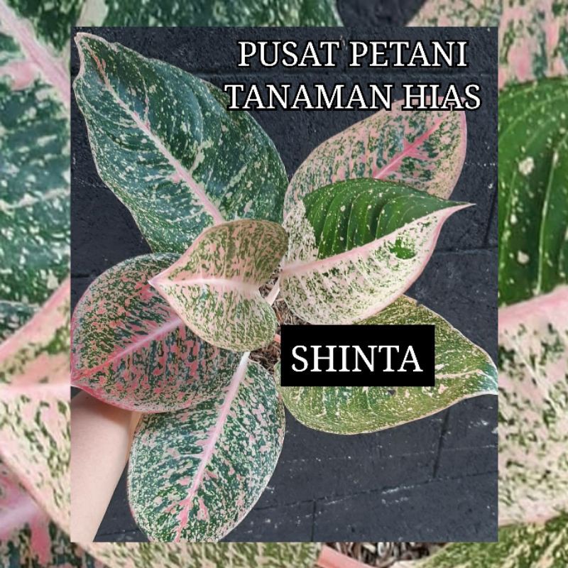 Bibit aglonema bonggol Shinta