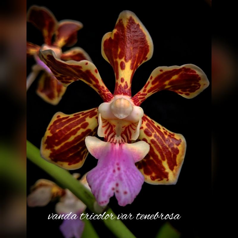 anggrek vanda tricolor var tenebrosa