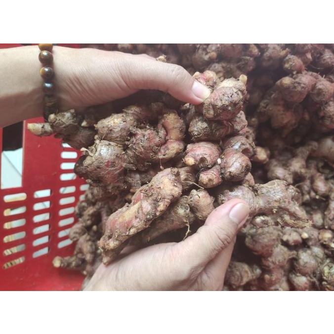 

Big Sale Jahe Merah Segar 1 Kg Big Sale