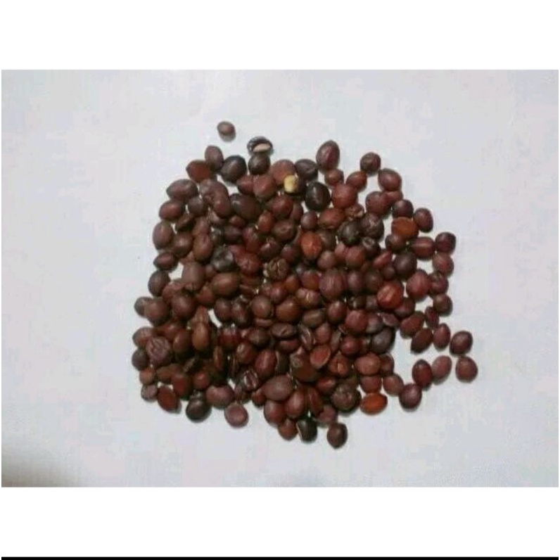 

300 G GR GRAM SUAN ZAO REN SEMEN ZIZYPHI SPINOSAE SPINE DATE JUJUBE SEED SEEDS