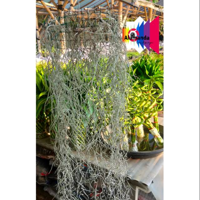 Tilandsia, jenggot musa, Tanaman gantung