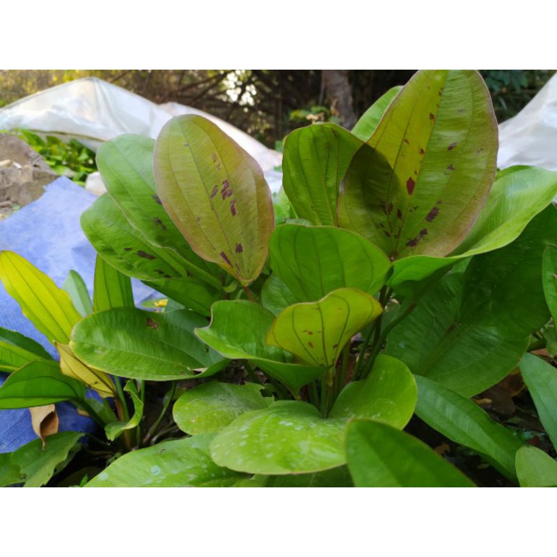 Echinodorus yellow sun ( Tanaman Aquascape Tumbuhan Air Aquarium)