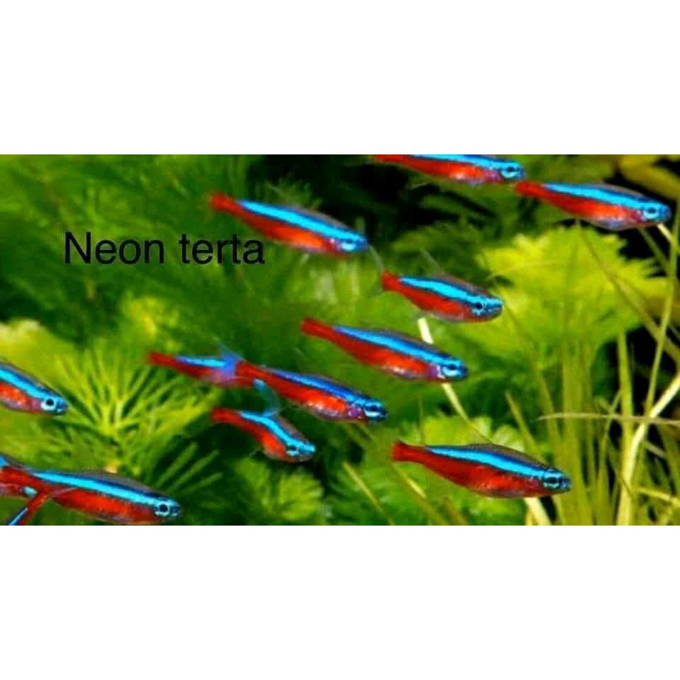 neon tetra ikan hias neon tetra indukan per 10 ekor.