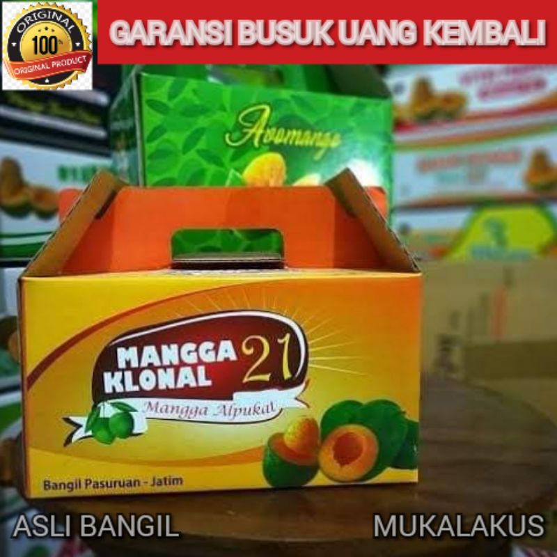 

MANGGA ALPUKAT MANGGA KLONAL ASLI BANGIL KWALITAS SUPER