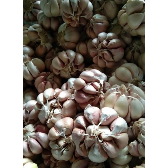 

Bawang putih sinco 1kg bersih