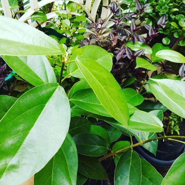

Daun cincau segar 250 gram