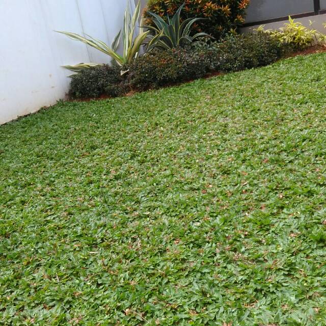 Rumput gajah mini-gajah mini-rumput