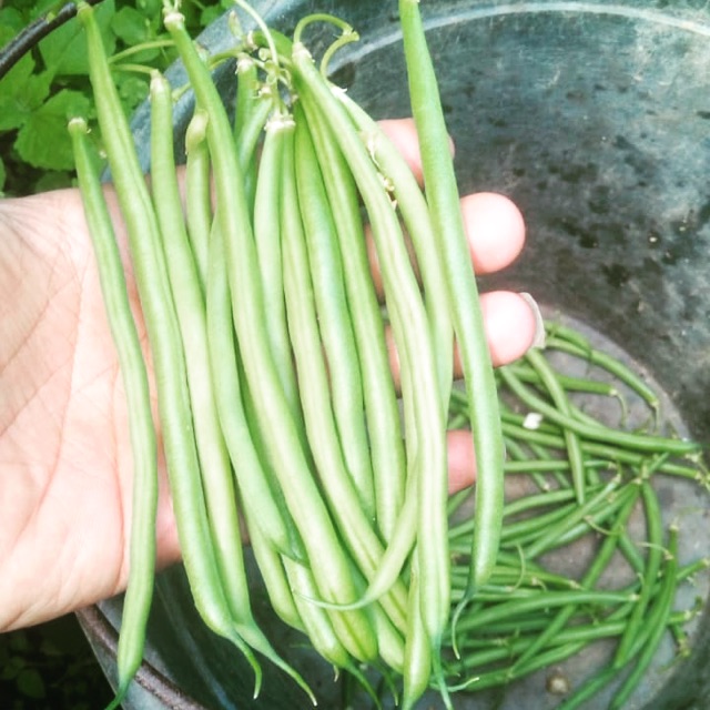 

Baby beans / buncis kenya segar