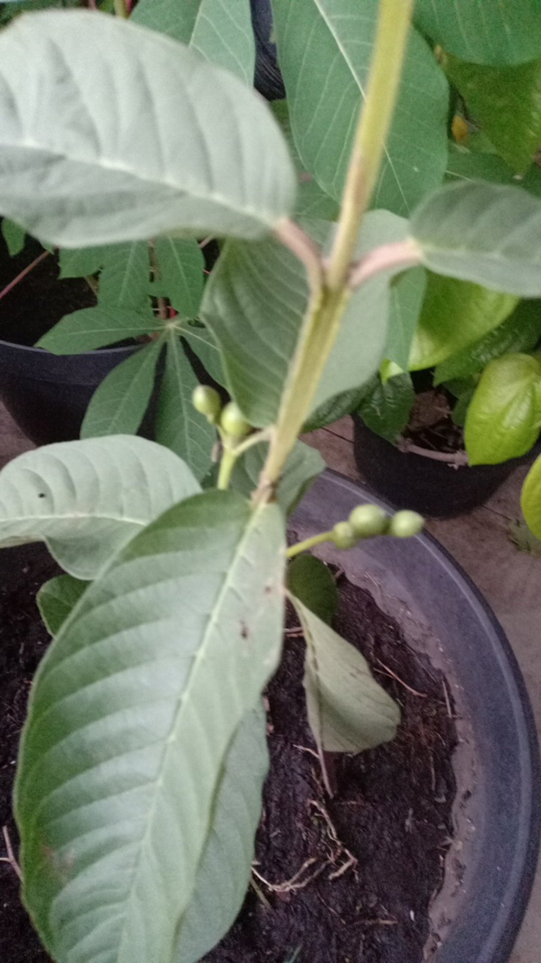 Jambu Kristal Okulasi