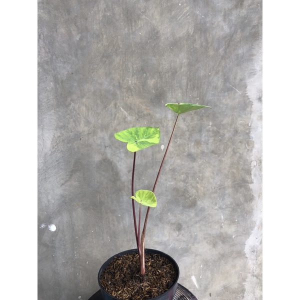 colocasia lime gecko