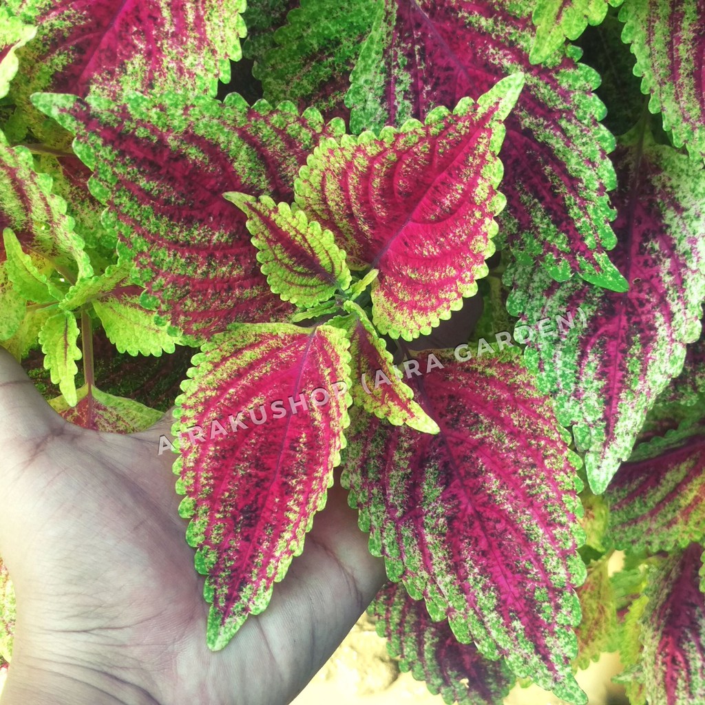 Tanaman Hias Miana / Jawer Kotok / Iler / Coleus 118