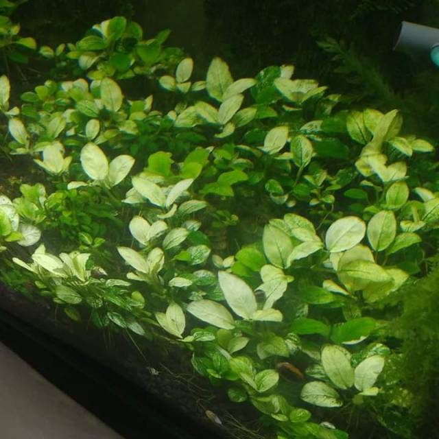 Anubias pinto