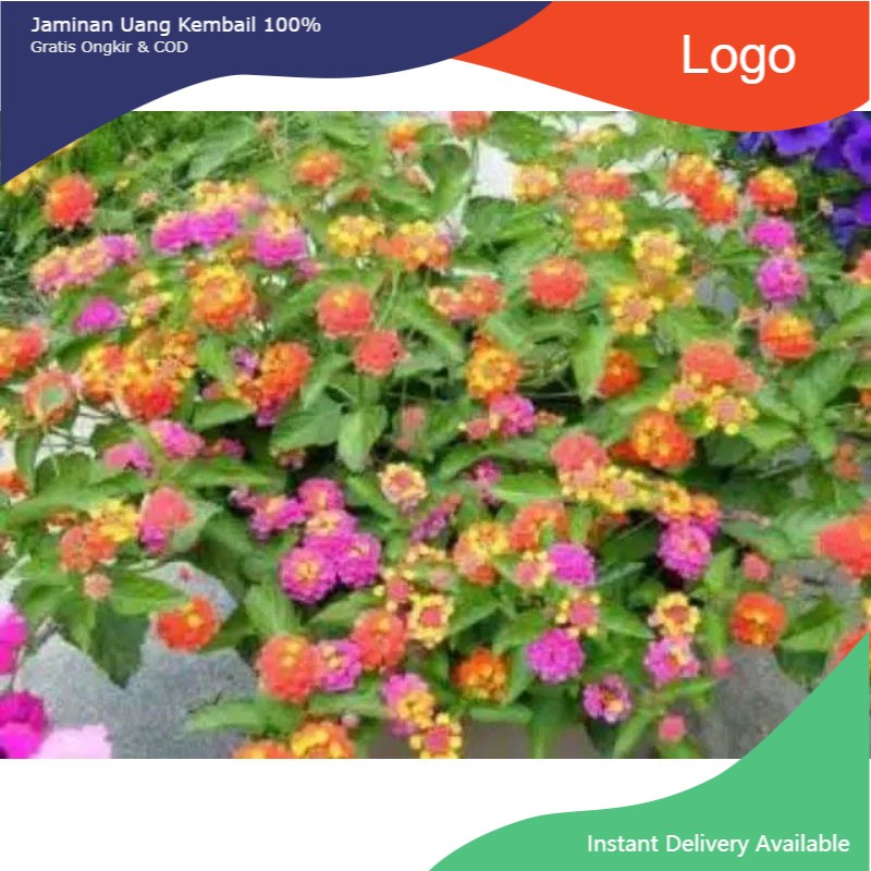 Bunga Lantana Cemara Paket 10 Pohon