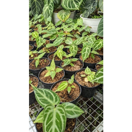 kuping gajah silver blush - tanaman kuping gajah silver - anthurium silver