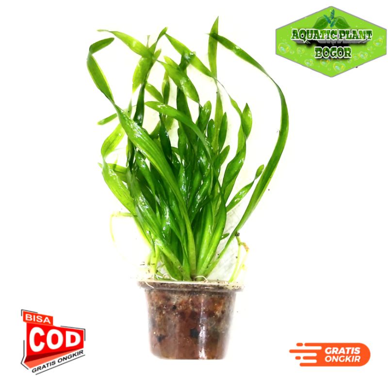 tanaman aquascape vallisneria spiralis rimbun full air bermedia siap pasang