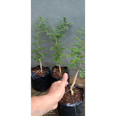 Bibit Bonsai Kawista Batu