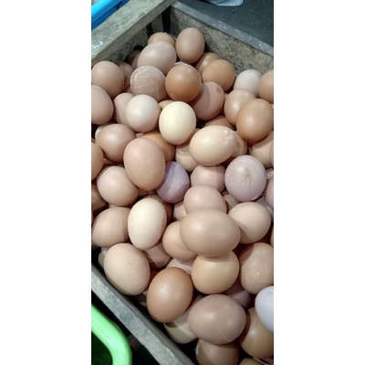 

Telur ayam negeri horen ukuran medium ½kg (500 gram)