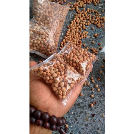 200butir benih bidara arab / sidr asli | biji bidara