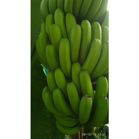 

pisang cavendis Lampung