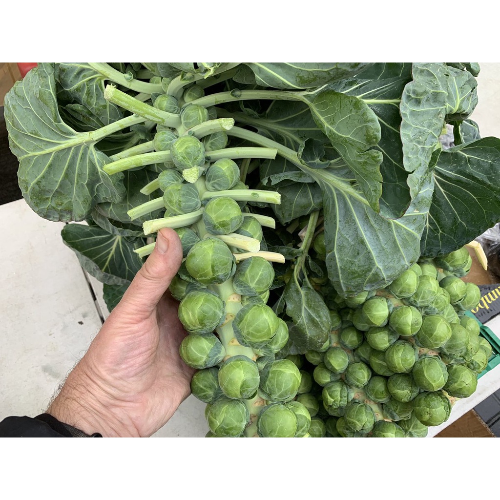 Benih Bibit Biji - Brussels Sprouts Groninger Organik Seeds - IMPORT