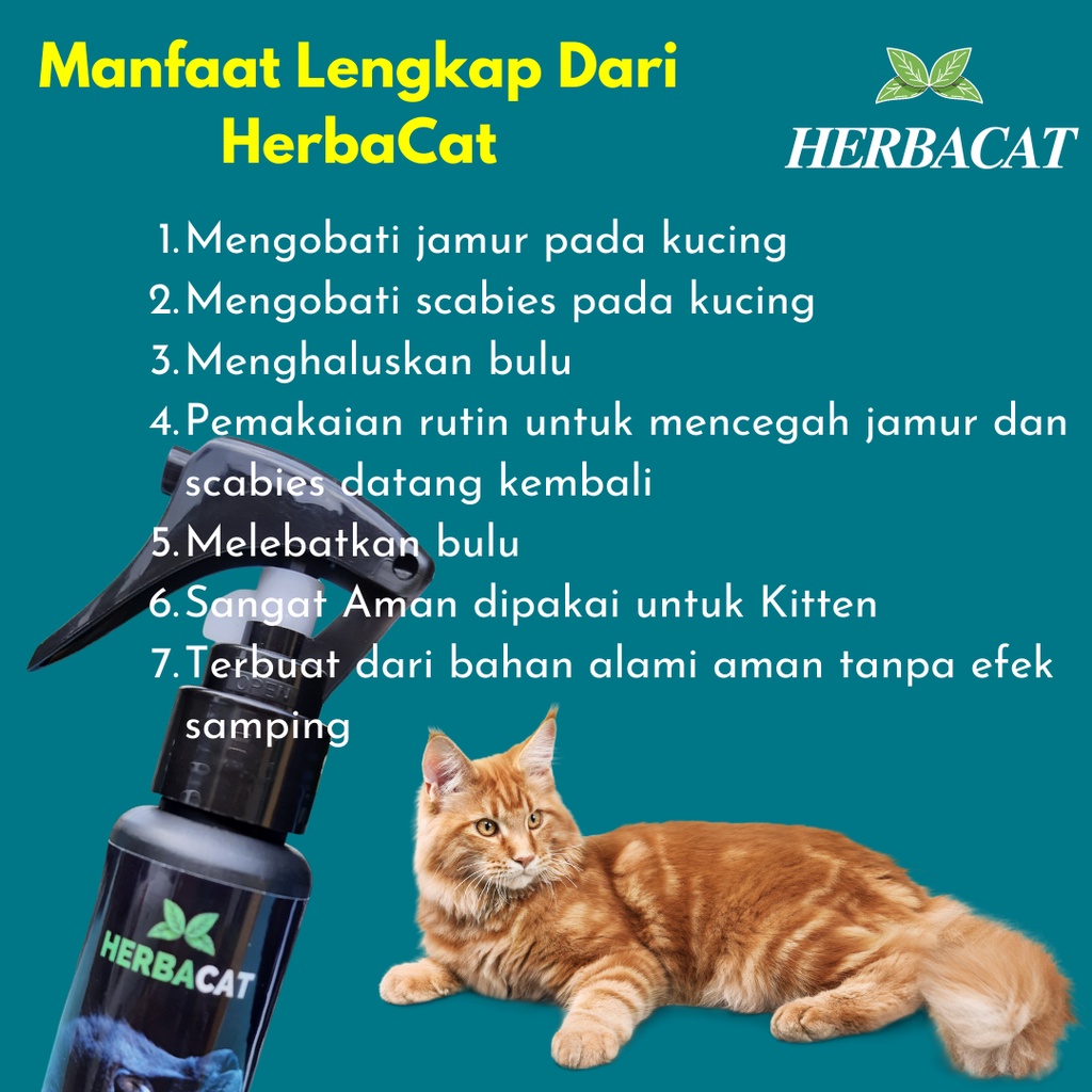 Obat Jamur Kucing Herbal Alami Mengatasi Scabies Ringworm Gatal Bulu Kucing HERBACAT Spray Aman Untuk Kitten Kucing hamil Menyusui Tanpa Efek Samping Bersihkan Jamur