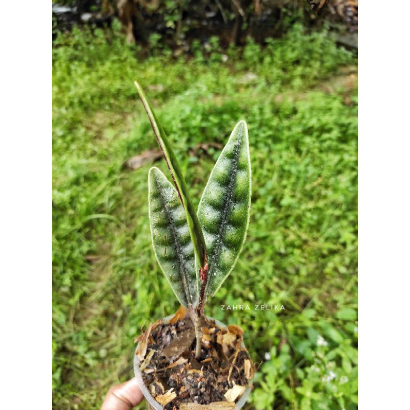 Ardisia sp borneo