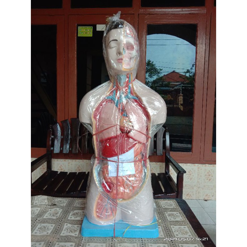 

torso setengah badan ukuran tinggi 90cm tersedia laki dan perempuan, mata tertutup, mata terbuka, berurat Bertutup dan bertulang belakang, wanita tanpa tutup