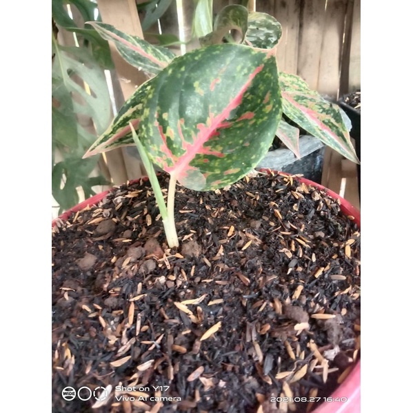 aglonema wulandari asli anakan + bonggol wulandari